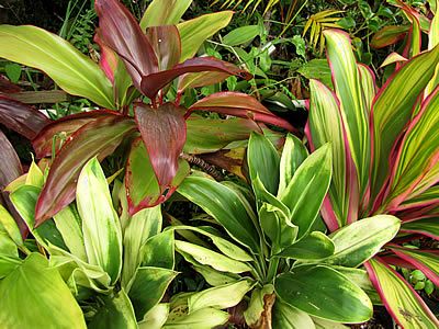 Dracena Cordiline